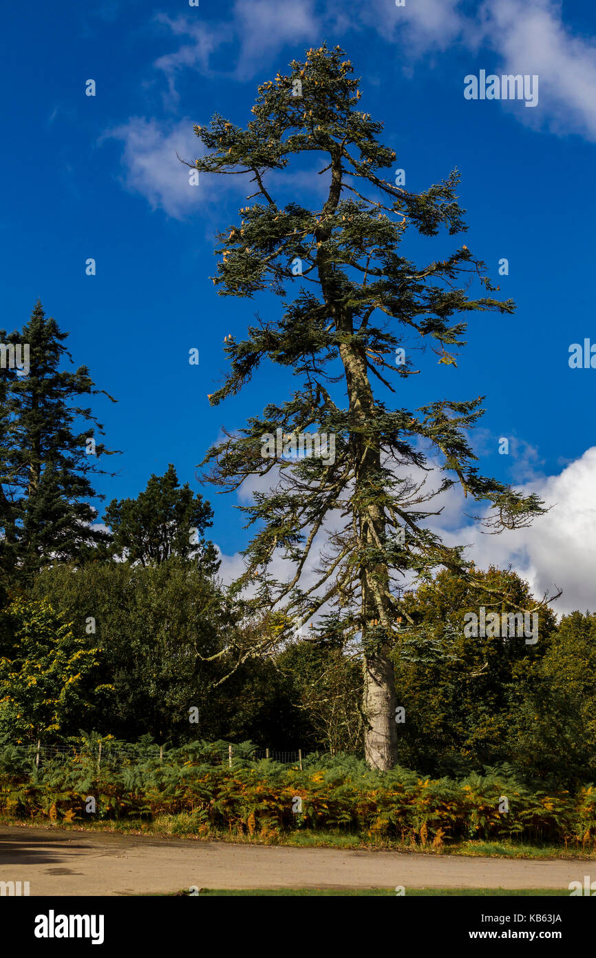 Schloss und Gärten, Brodick Isle of Arran, Schottland Stockfoto