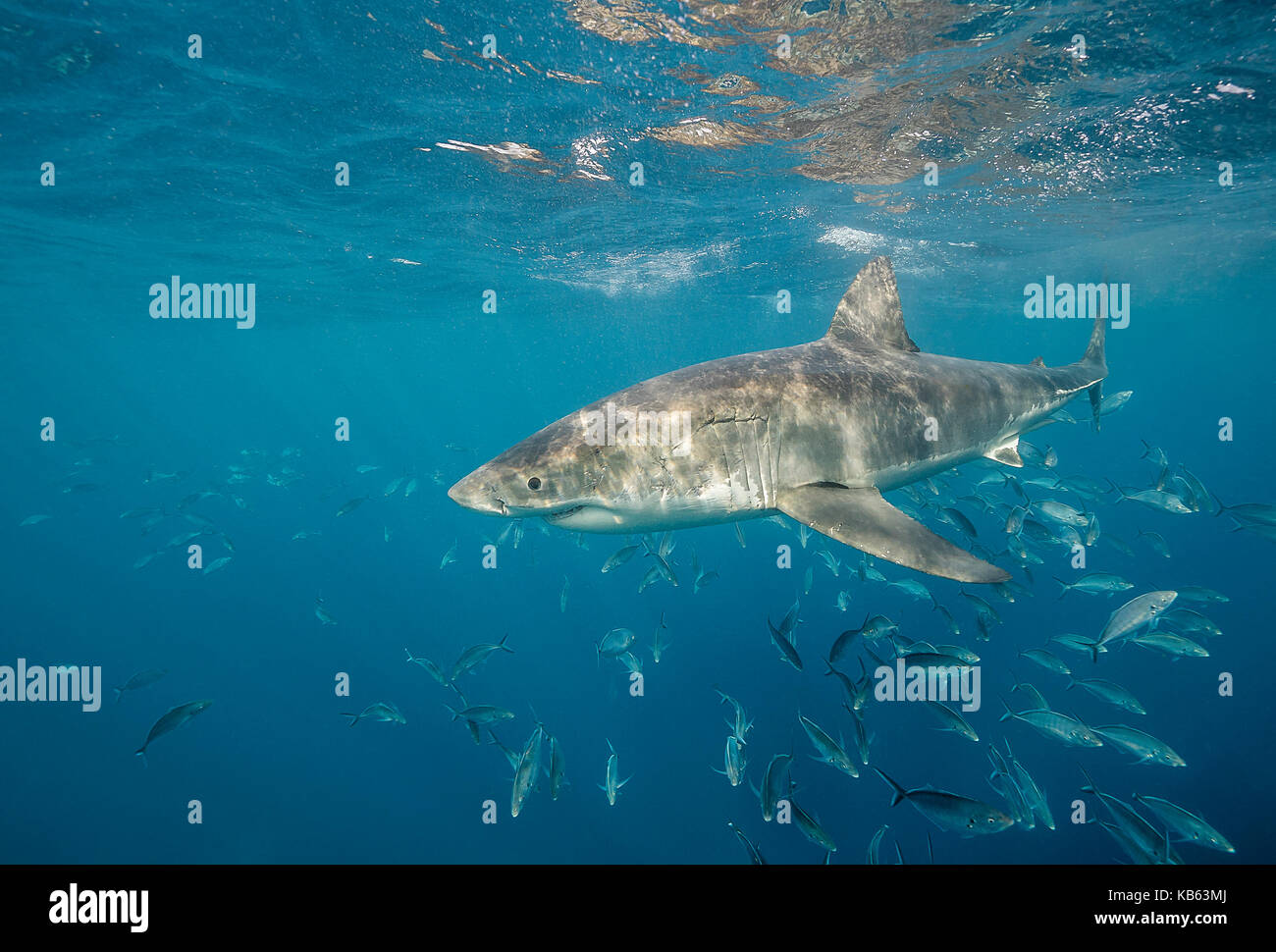 Great White Shark und Makrelen, Buchsen, Neptun Inseln, Süd Australien. Stockfoto