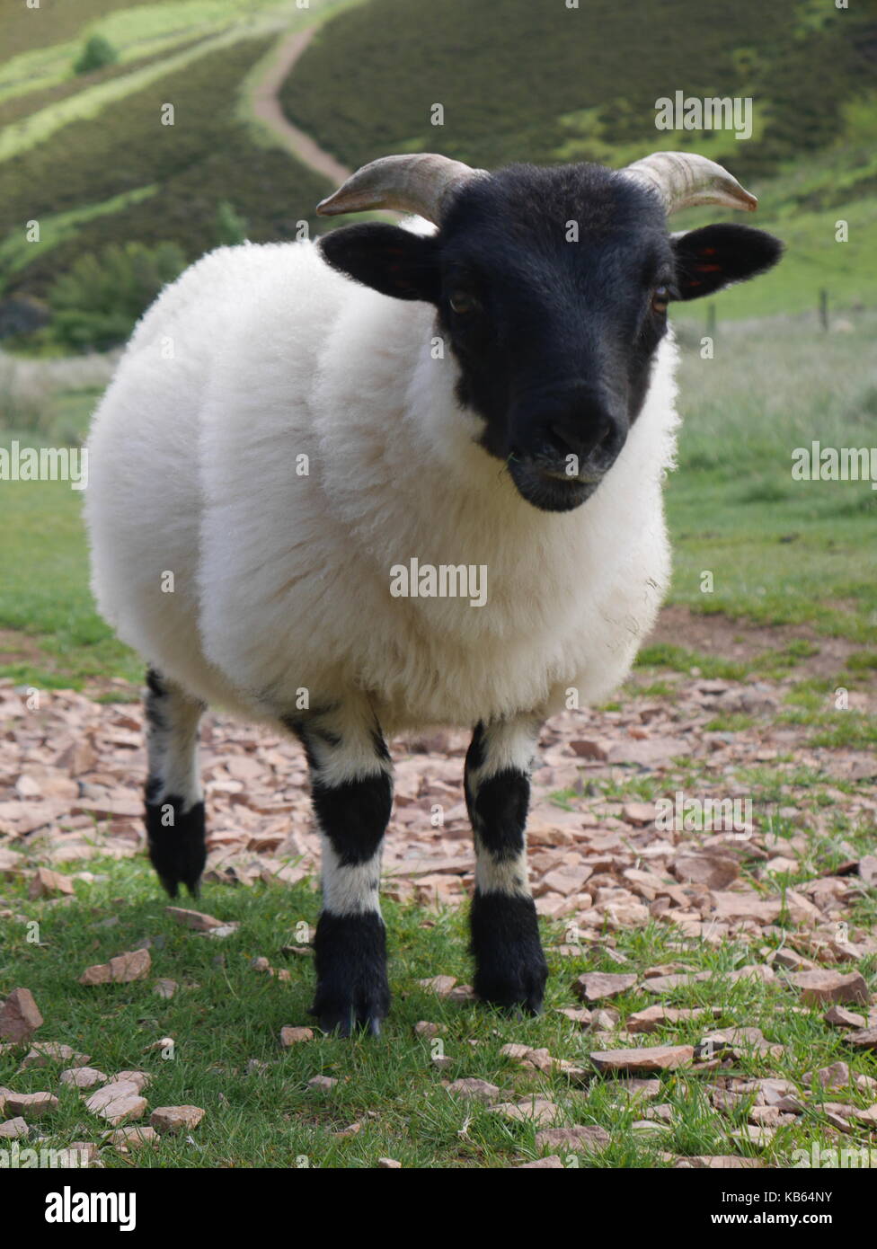 Kleinen schottischen Schafe im Pentland Hills Stockfoto