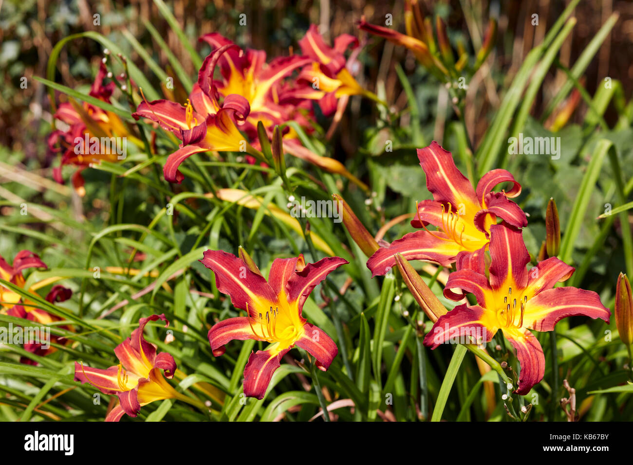 Daylily gestreiften Blüten. Stockfoto