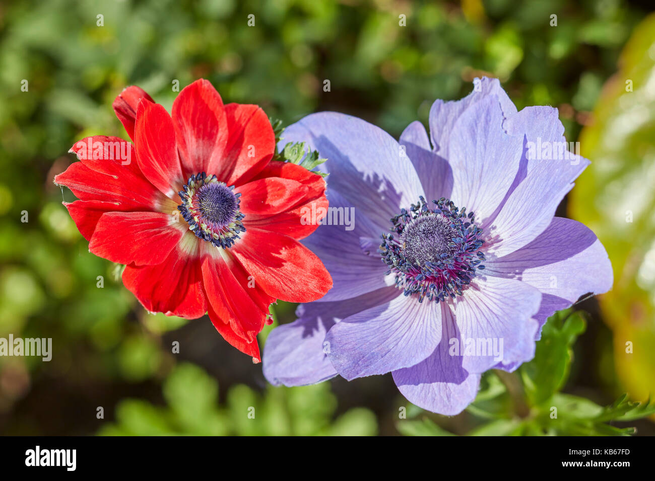 Poppy anemone Blumen. Wissenschaftlicher Name: Anemone coronaria. Stockfoto