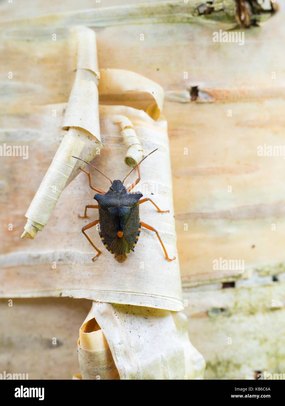 Pentatoma rufipes Red-legged Shieldbug shieldbug Pentatomidae, Braun Stockfoto