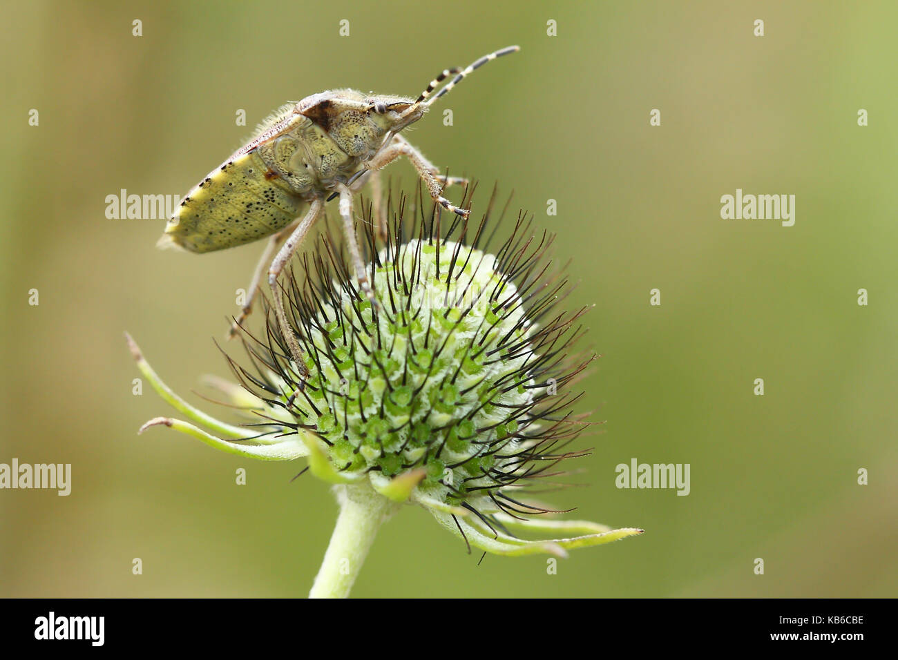 Stinken bug (Pentatoma sp) Stockfoto