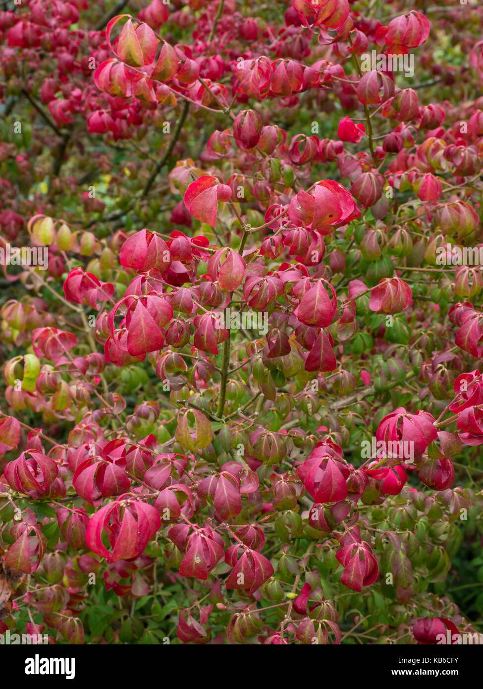 Euonymus alatus, geflügelte Spindel Baum Stockfoto