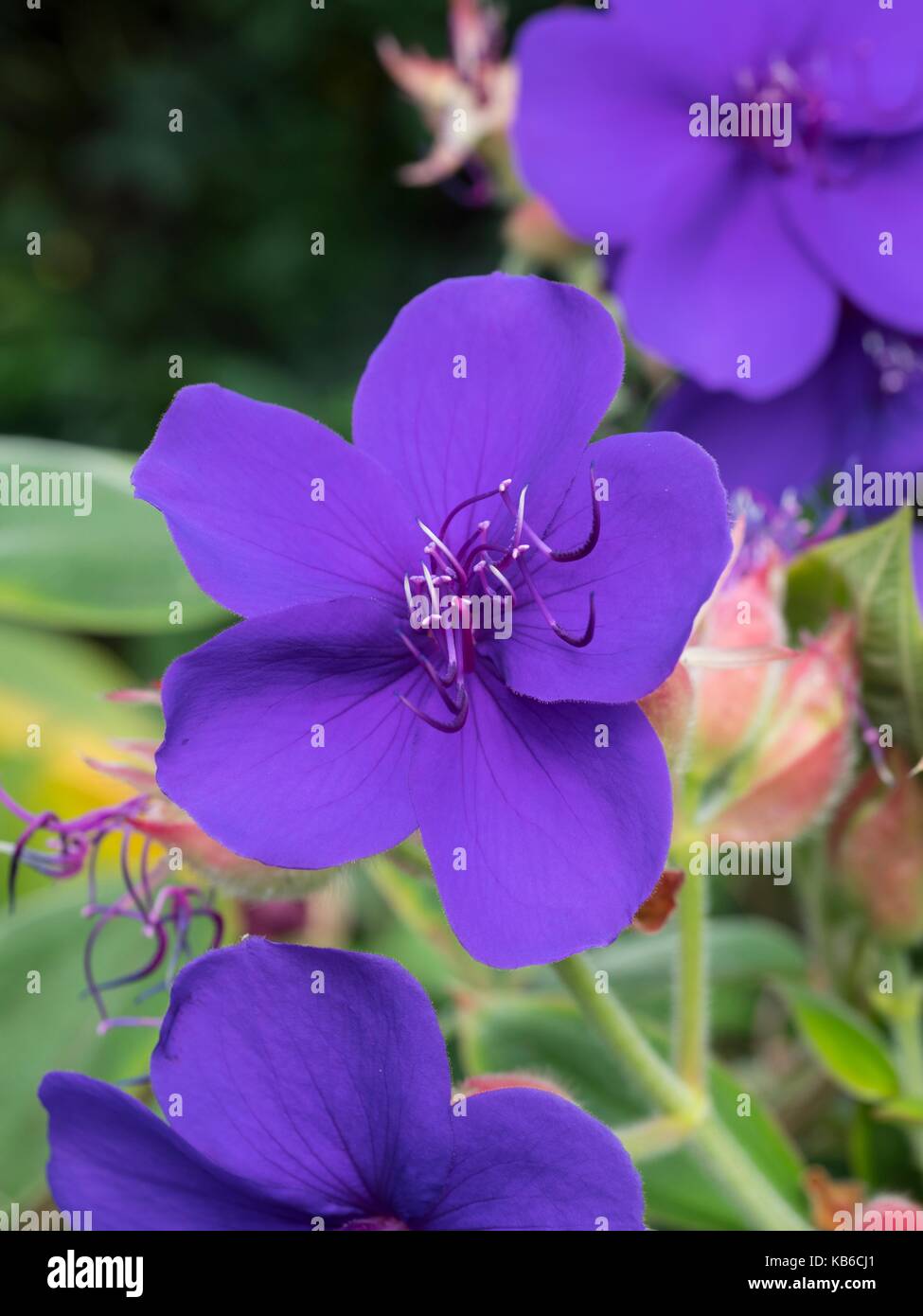 Tibouchina urvilleana, Herrlichkeit Bush Stockfoto