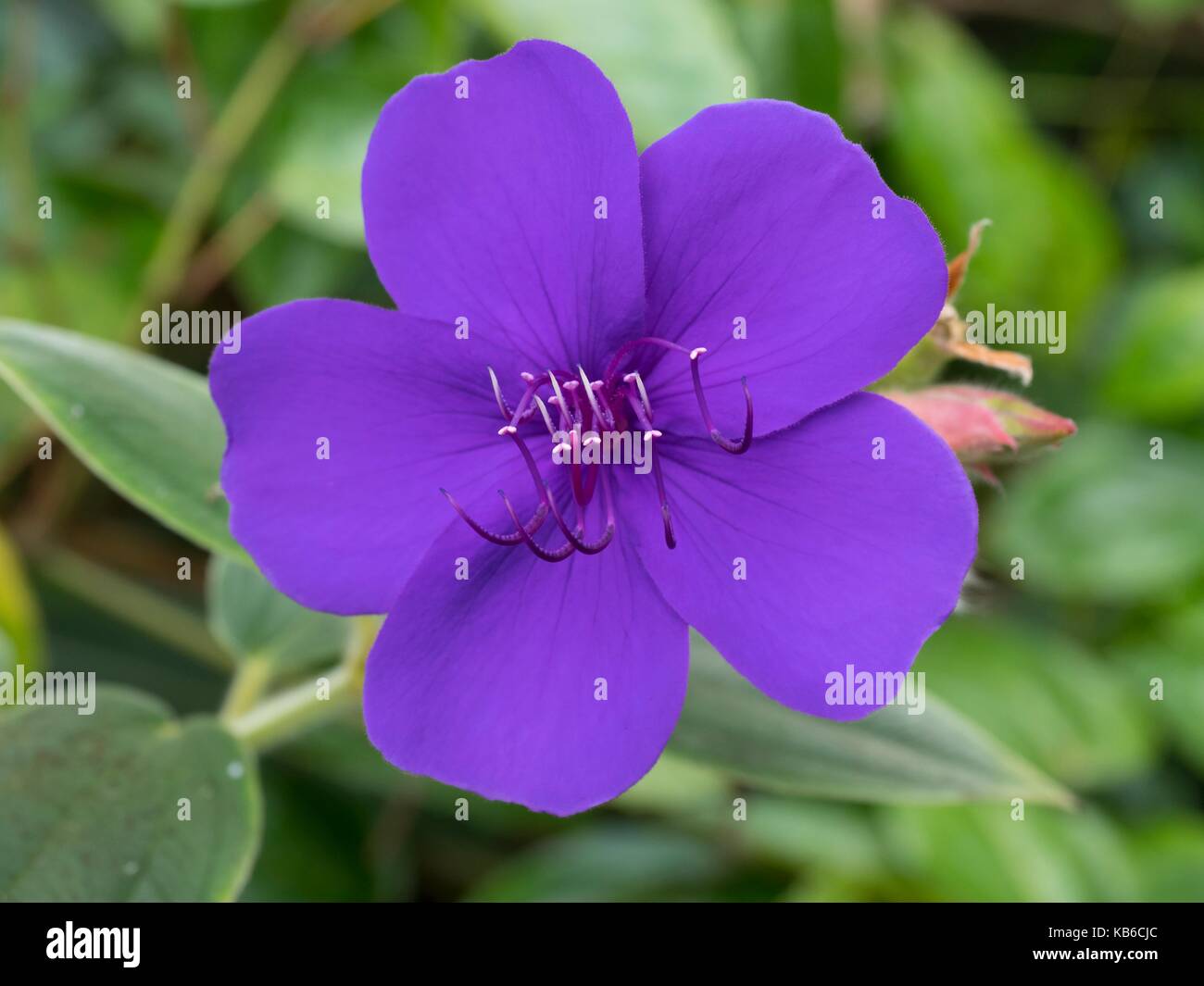 Tibouchina urvilleana, Herrlichkeit Bush Stockfoto