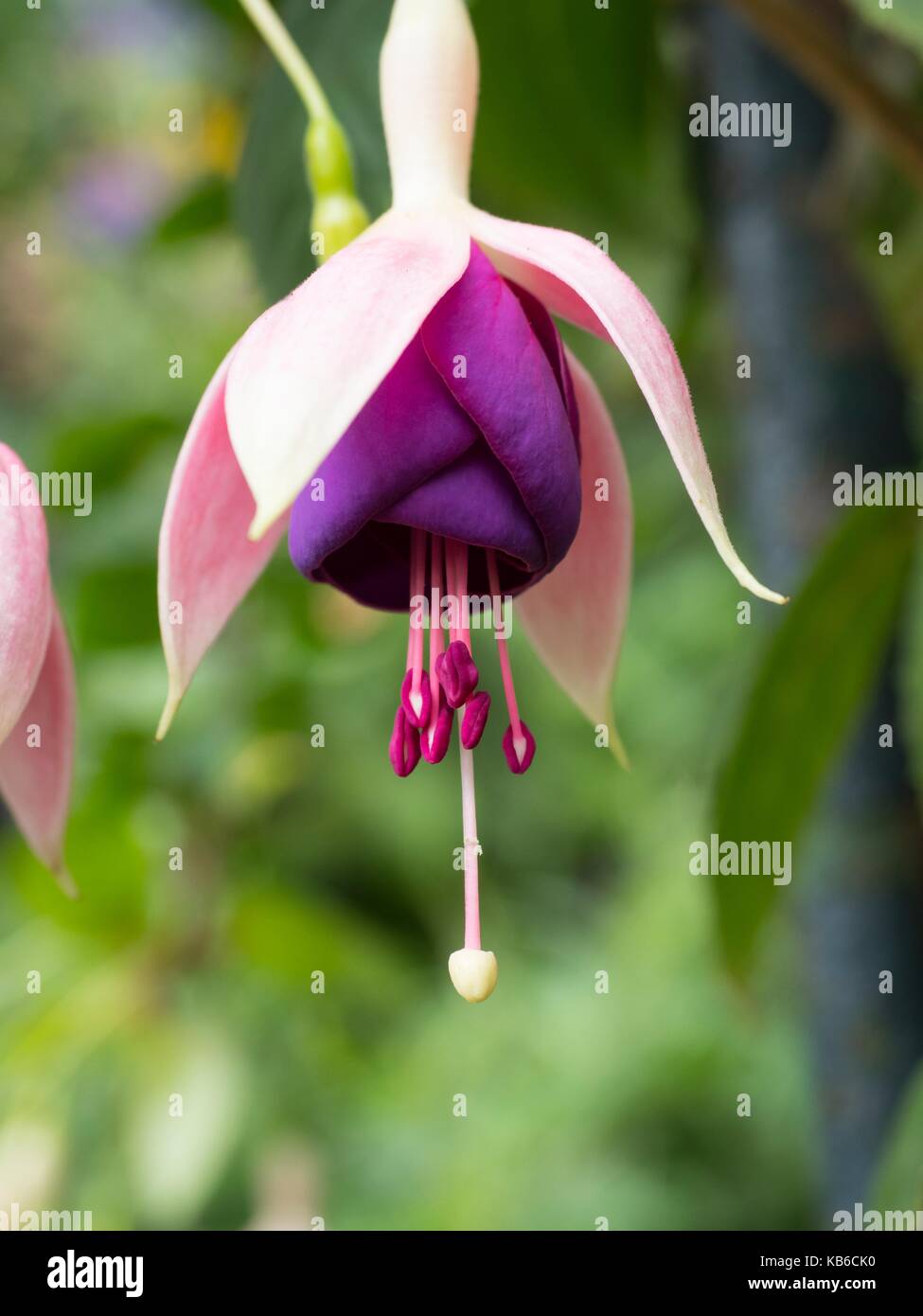 Fuchsia 'Rose von Kastilien" Stockfoto