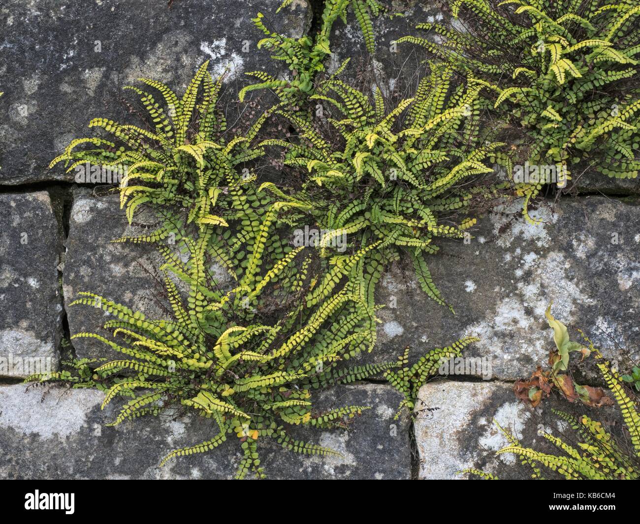 Asplenium trichomanes maidenhair Spleenwort. Stockfoto