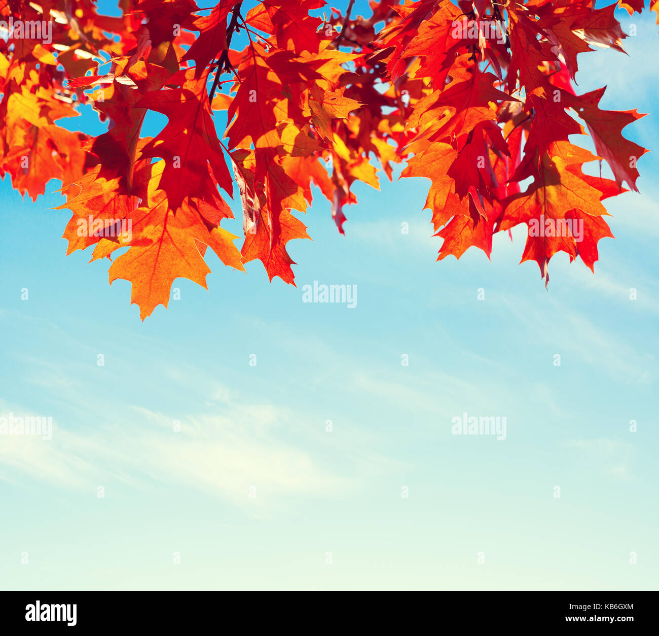 Bunte Blätter im Herbst gegen den blauen Himmel. Getonten Bild Stockfoto