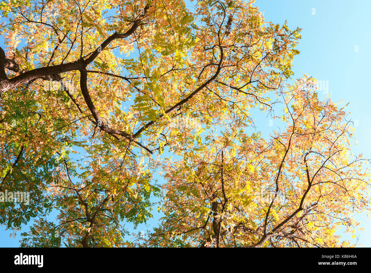 Zweige mit bunten Blätter im Herbst gegen den blauen Himmel. robinie. Low Angle View. Getonten Bild Stockfoto