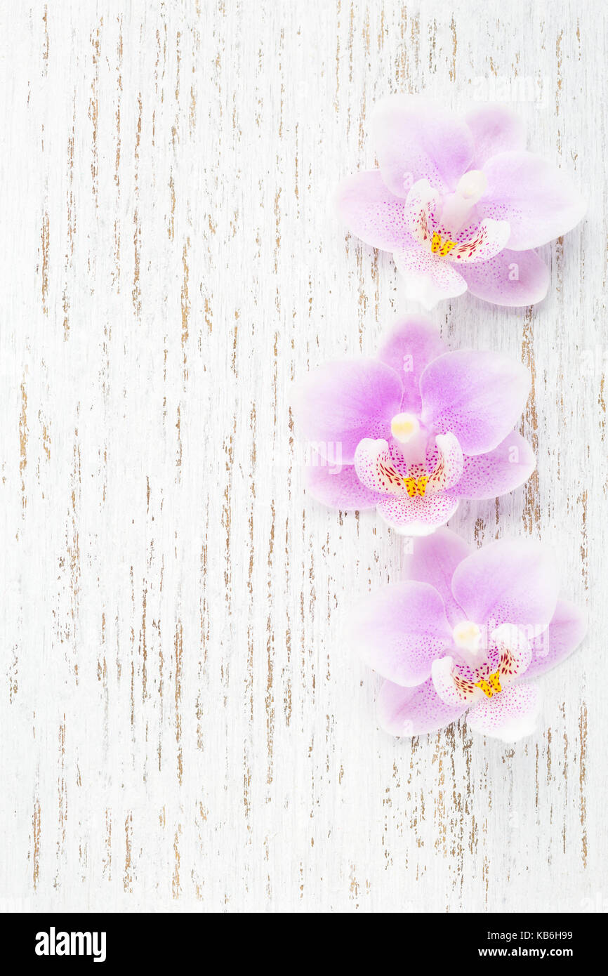 Drei hellrosa Orchideen auf hölzernen schäbig Hintergrund. Flach Stockfoto