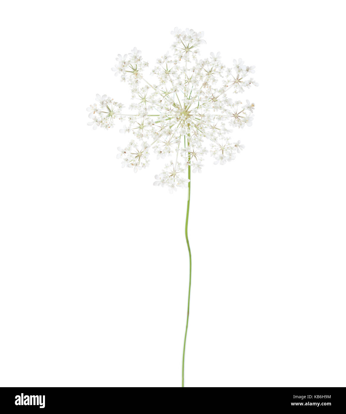 Wilde Möhre (Daucus carota) Blüte auf weißem Hintergrund. Stockfoto