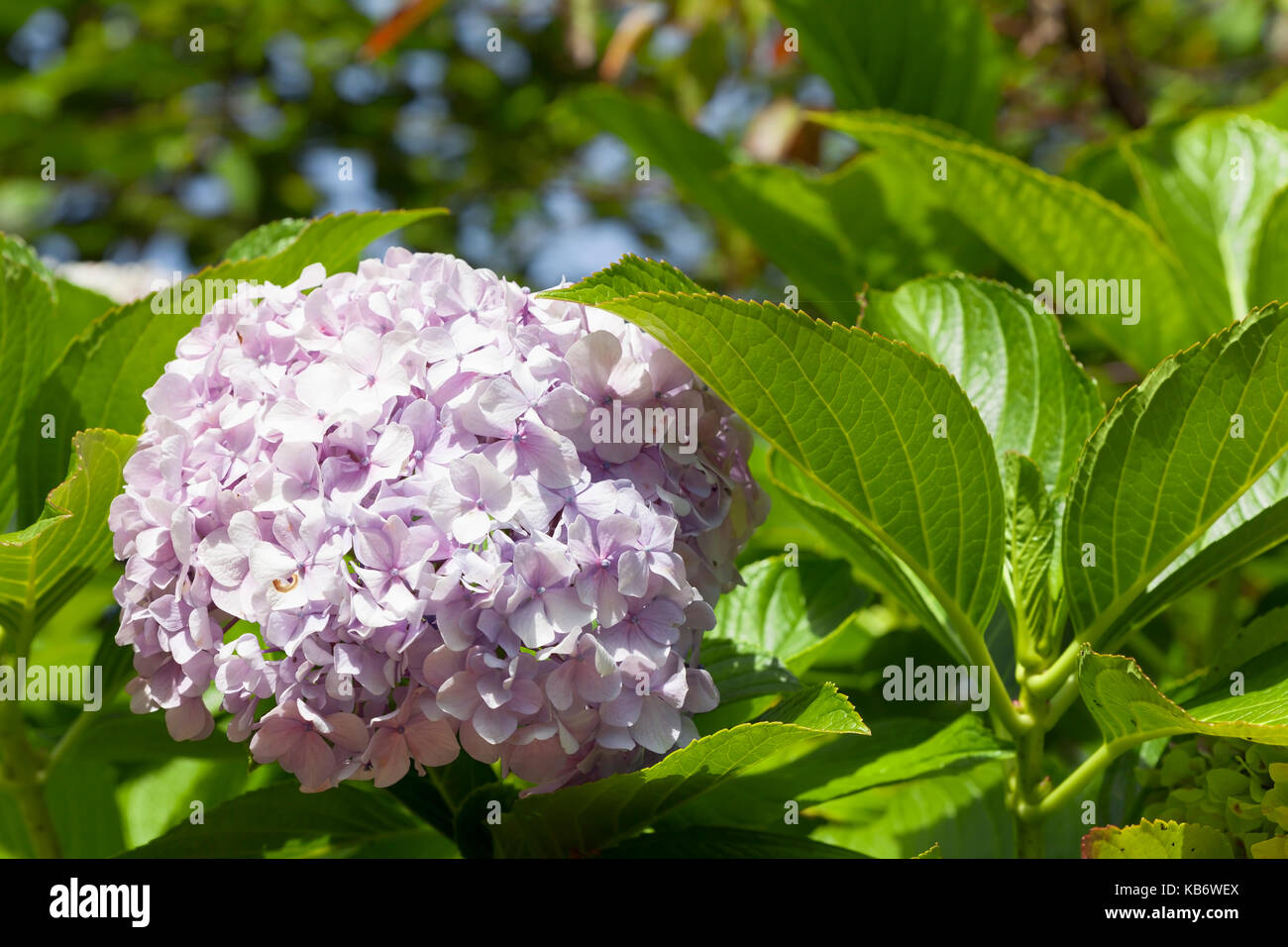 Pink Hydrangea Blume. Stockfoto