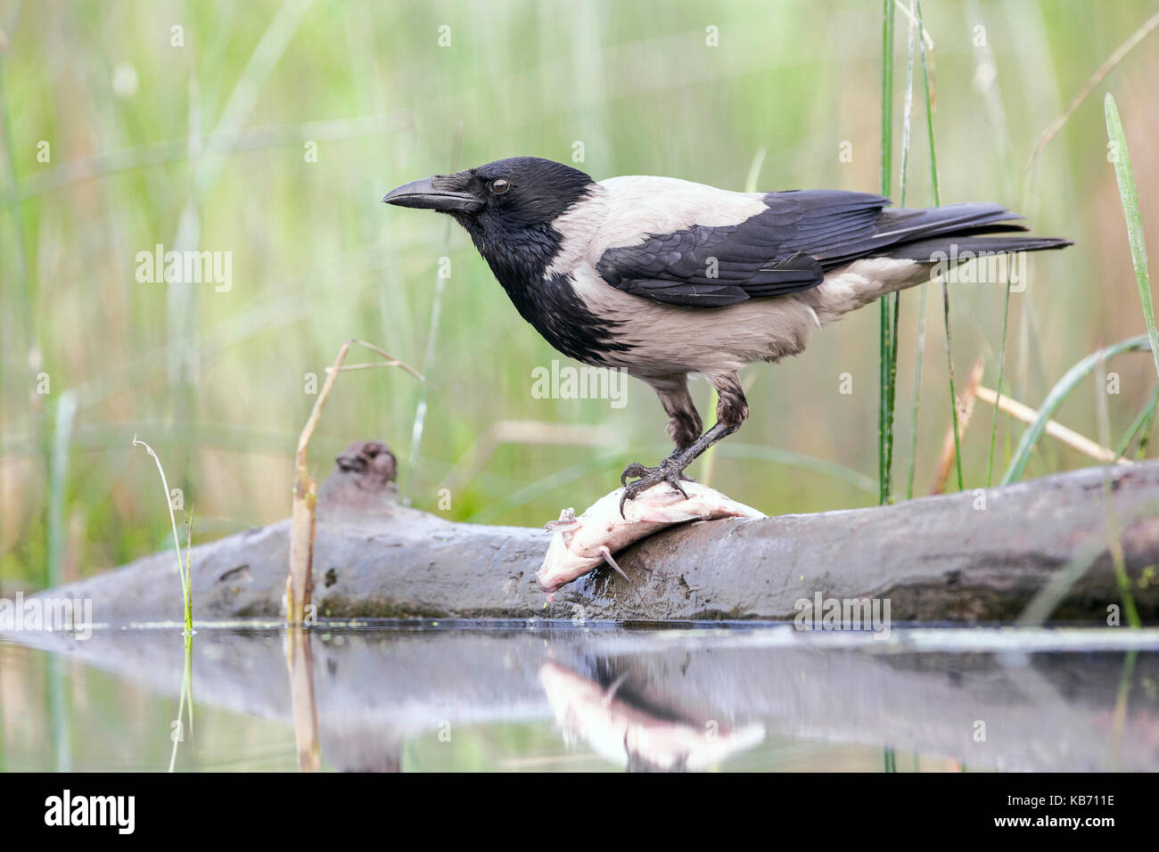 Nebelkrähe (Corvus cornix) mit einem toten Fisch, Ungarn, Bacs-Kiskun, Nationalpark Kiskunsagi Stockfoto