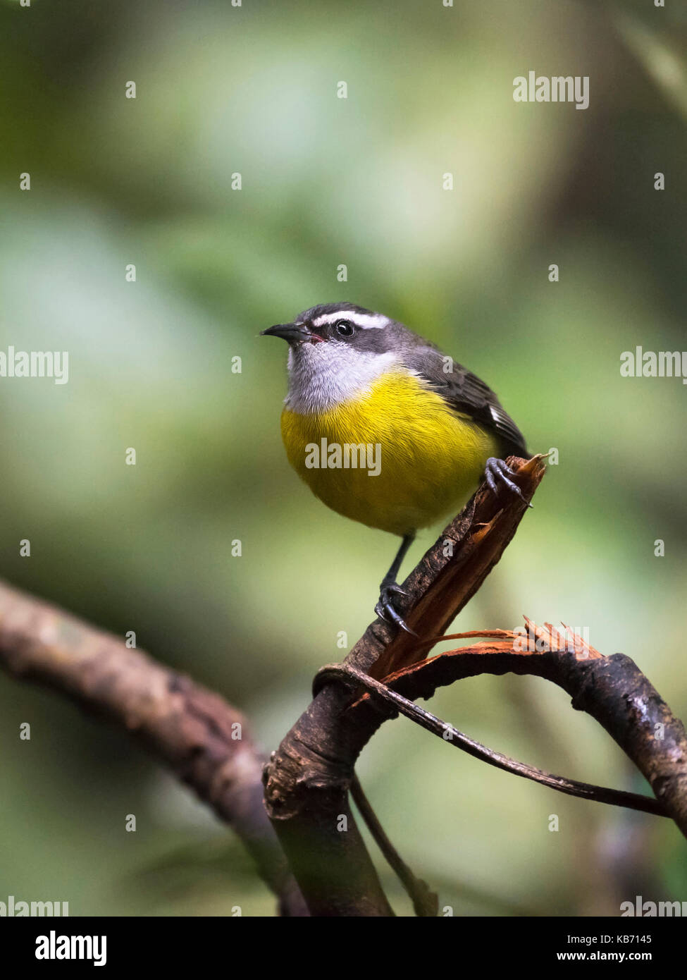 Bananaquit (Coereba flaveola) auf gebrochene Zweig gehockt, Costa Rica, Puntarenas, Monteverde Cloud Forest Reserve Stockfoto