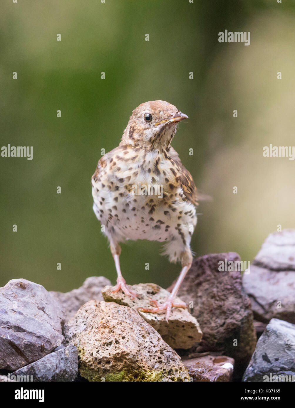 Singdrossel (Turdus philomelos) stehend auf Felsen, Ungarn, Békés, Koros-Maros Nationalpark Stockfoto