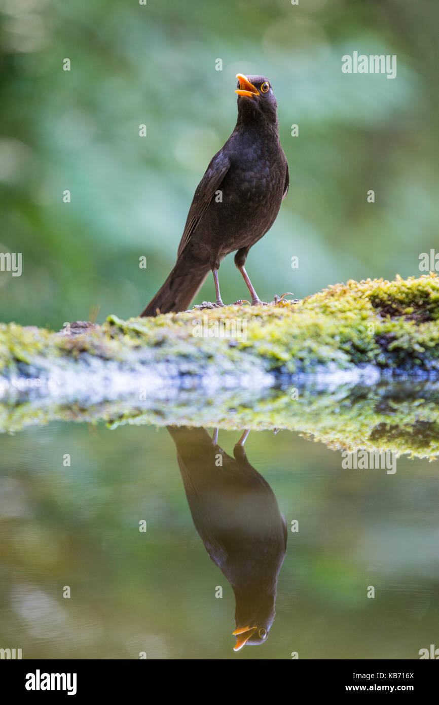 Erwachsene männliche Gemeinsame Amsel (Turdus merula) Gesang am Rande eines Waldes Pool, Ungarn, Bacs-kiskun, Nationalpark Kiskunsagi Stockfoto