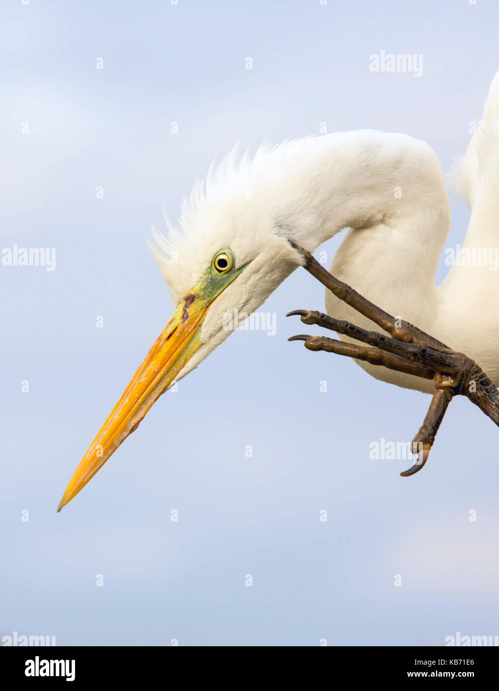 Silberreiher (Ardea alba) Kratzen, Ungarn, Bacs-kiskun, Nationalpark Kiskunsagi Stockfoto