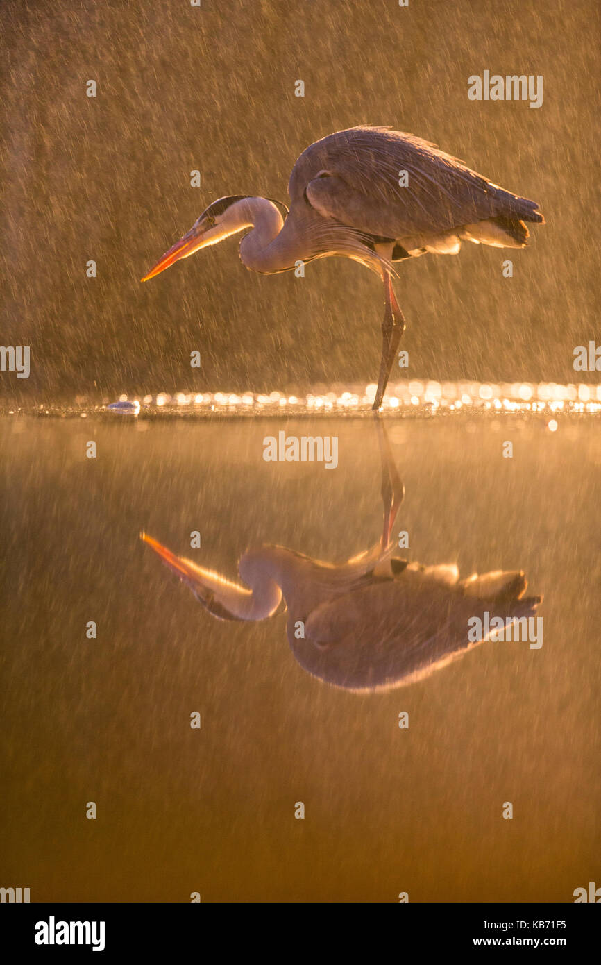 Graureiher (Ardea cinerea) in einer Nacht Regensturm, Ungarn, Bacs-kiskun, Nationalpark Kiskunsagi Stockfoto