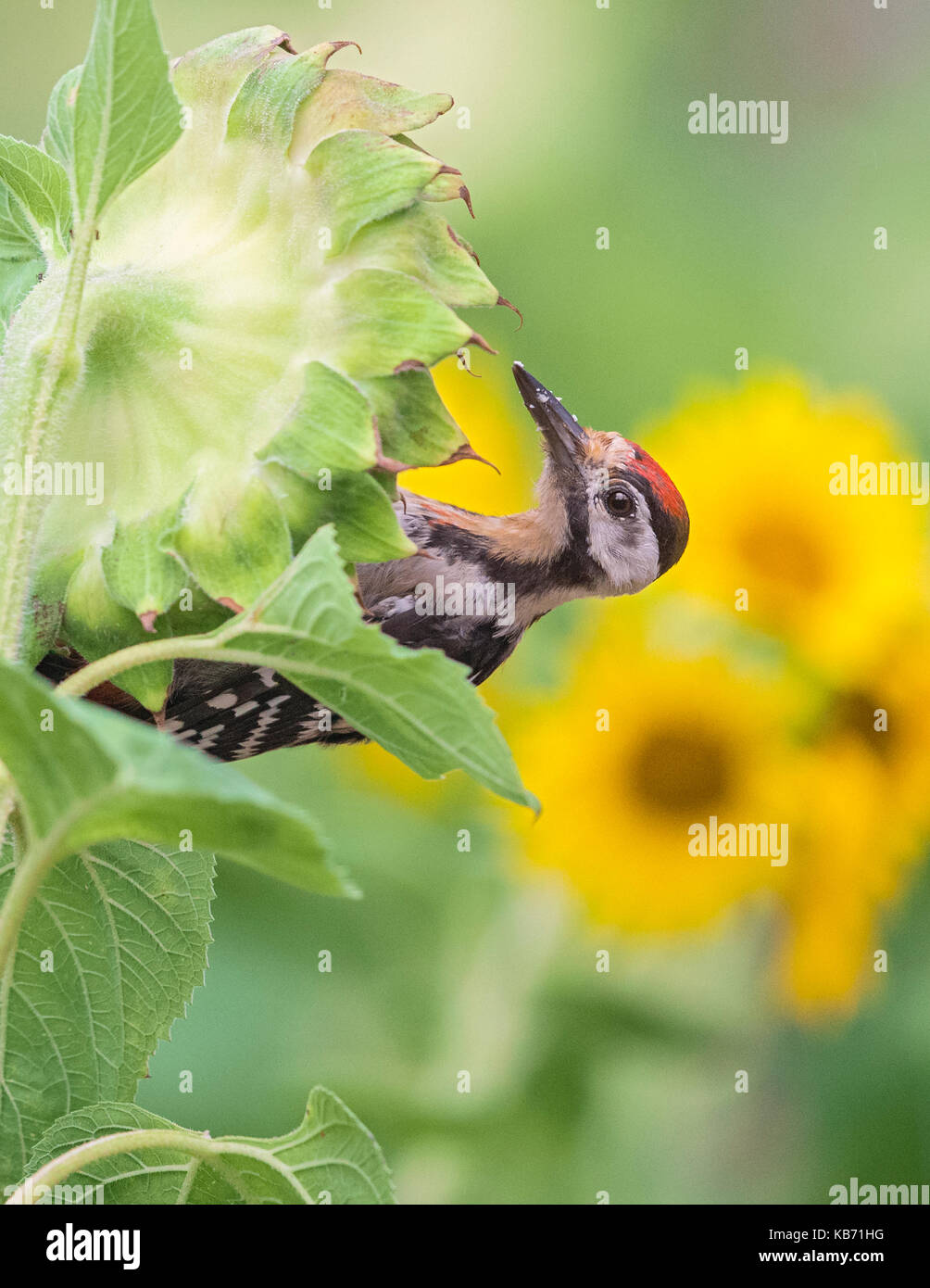 Erwachsene Frau syrischen Specht (Dendrocopos syriacus) Fütterung auf eine Sonnenblume (Helianthus) Samen Kopf, Ungarn, Békés, Koros-Maros Nationalpark Stockfoto