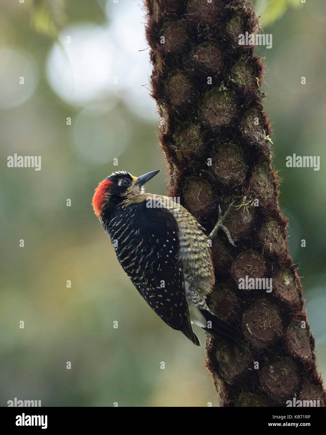 Schwarz ist Specht (melanerpes pucherani) auf Stamm von Fern Tree (Cyatheales sp), Costa Rica, San José, La Fortuna Stockfoto