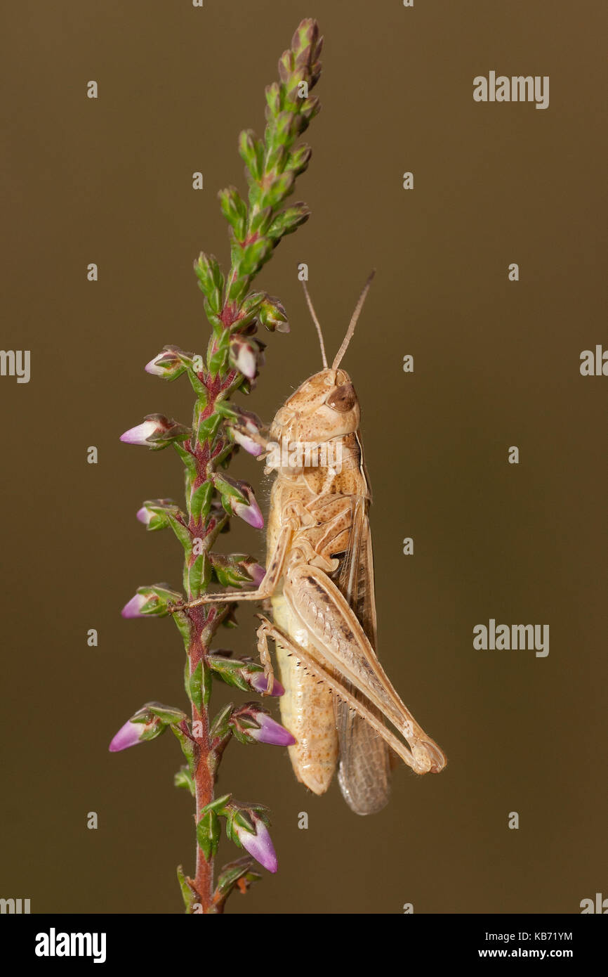 Gemeinsames Feld Grasshopper (Chortippus Brunneus) auf Heidekraut (Calluna vulgaris), die Niederlande, Overijssel, Vriezenveen Stockfoto