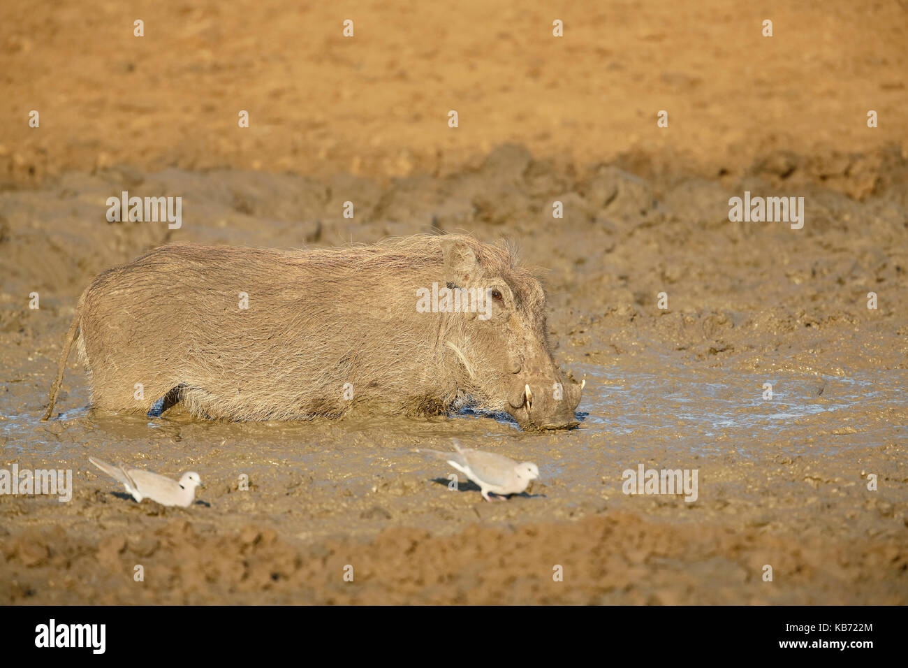 Gemeinsame Warzenschwein (Phacochoerus africanus) und zwei Kap Turteltaube (Streptopelia capicola) Trinken aus ein schlammiges Wasserloch, Südafrika, Mpumalanga, Kruger National Park Stockfoto