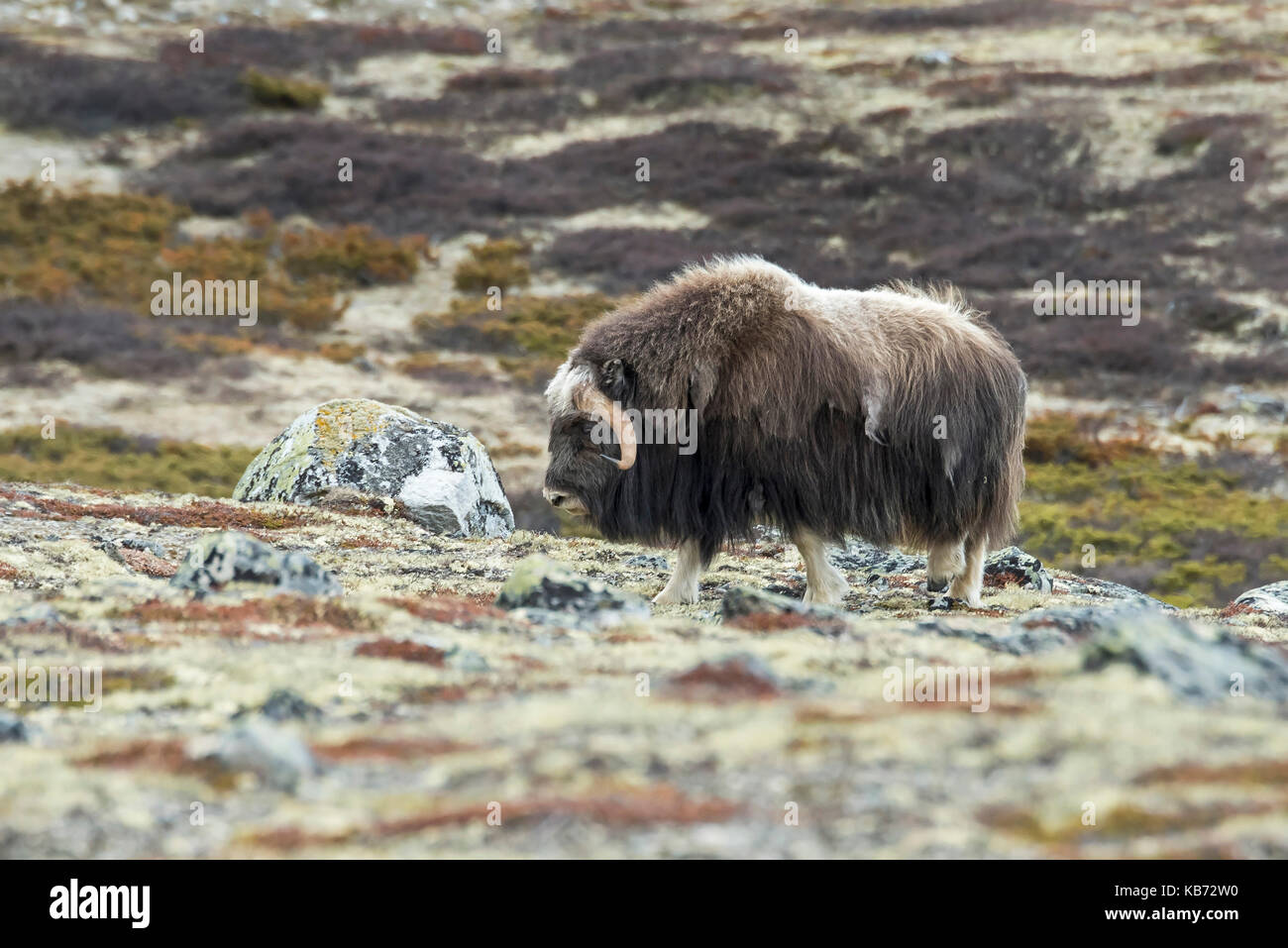 Muskox (Ovibos moschatus) männlich in der typischen Landschaft der Dovrefjell mit verschiedenen Flechten und Moose, Norwegen, Oppland, Dovrefjell Stockfoto