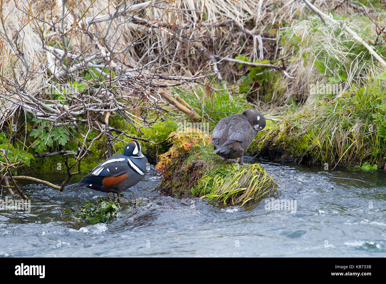 Harlequin Duck (Histrionicus histrionicus) männlichen und weiblichen ruht auf rivershore, Island, Myvatn Stockfoto