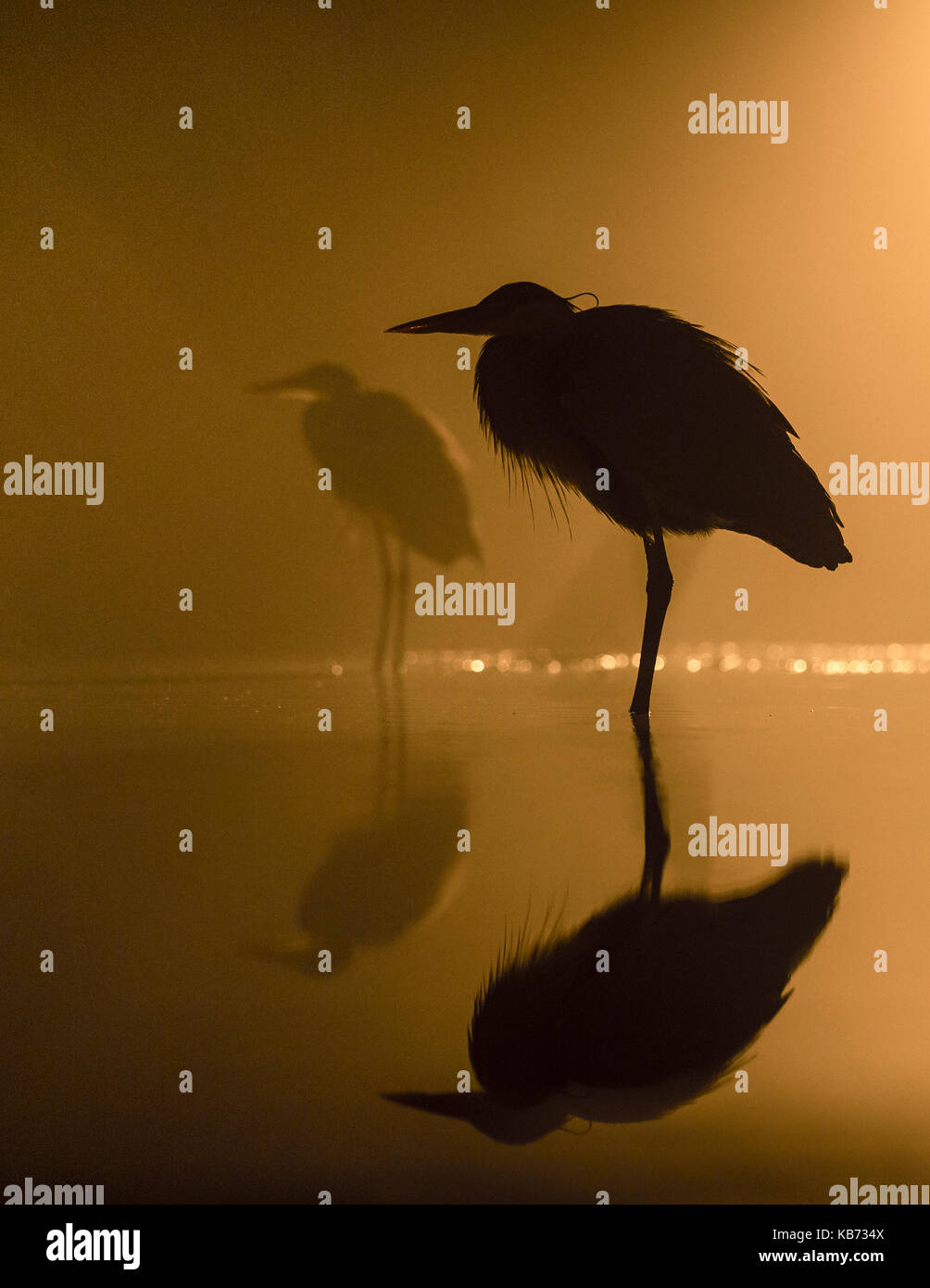 Graureiher (Ardea cinerea) in Silhouette in der Nacht, Ungarn, Bacs-kiskun, Nationalpark Kiskunsagi Stockfoto
