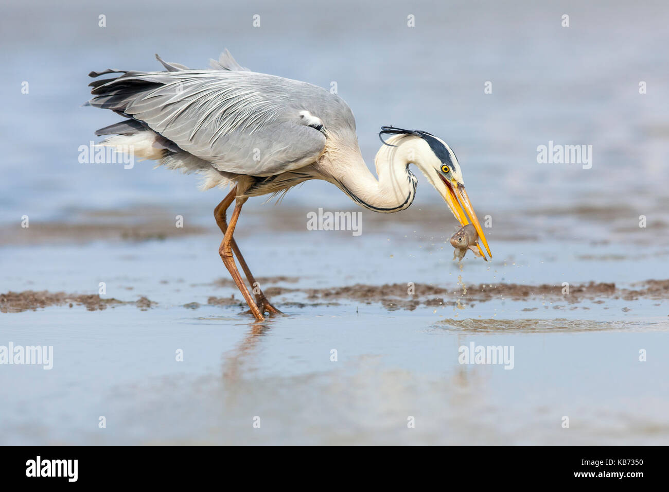 Graureiher (Ardea cinerea) Fang ein unbekannter Fisch, Ungarn, Bacs-kiskun, Nationalpark Kiskunsagi Stockfoto