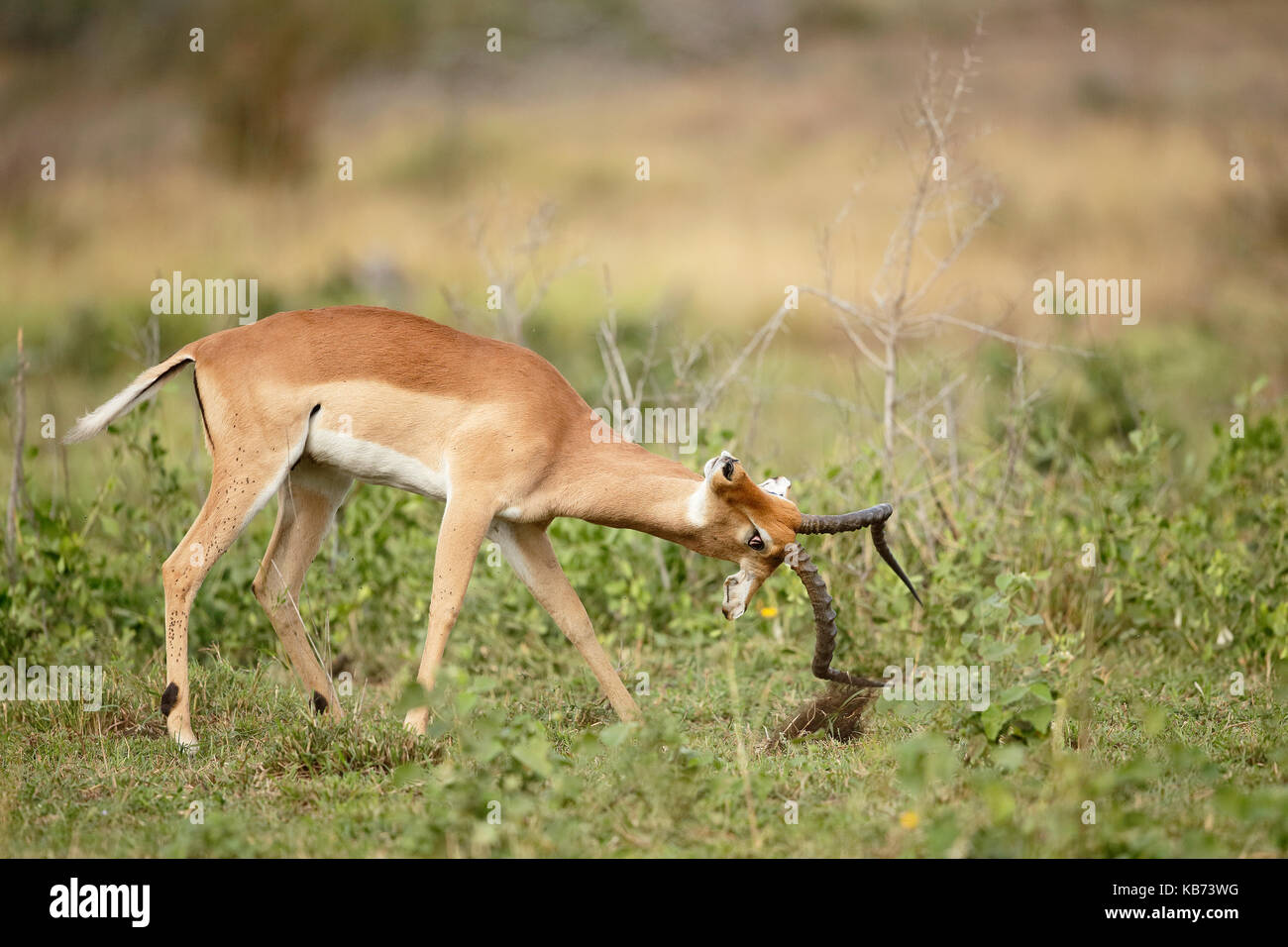 Impala (Aepyceros melampus) männlich, Werbung aggressive Stimmung mit Vegetation Horning, Südafrika, Mpumalanga, Kruger National Park Stockfoto