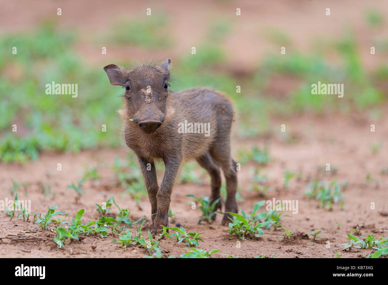 Warzenschwein profil -Fotos und -Bildmaterial in hoher Auflösung – Alamy