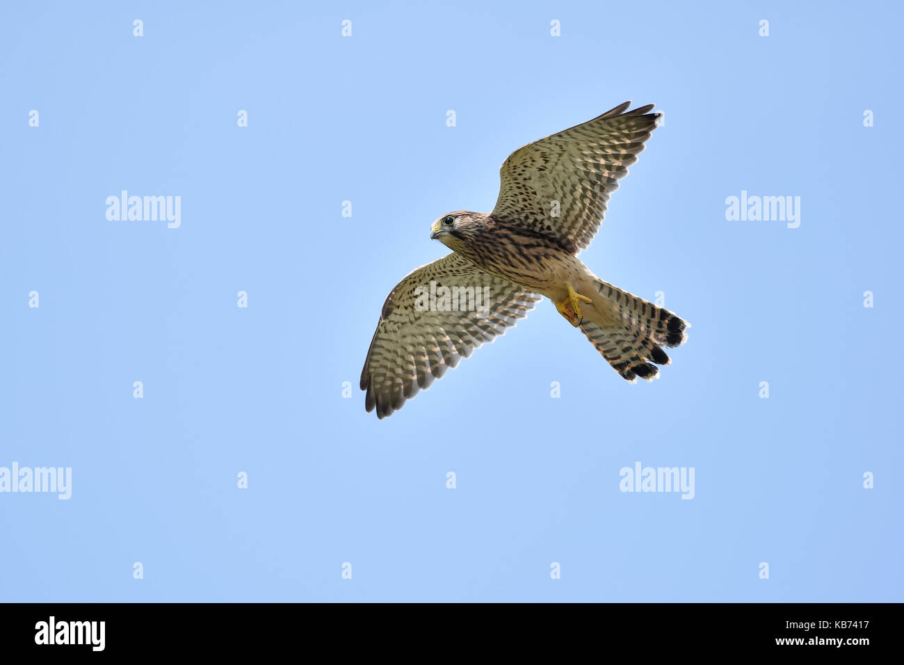 Turmfalke (Falco tinnunculus) Jagen, Niederlande, Mastenbroek Stockfoto
