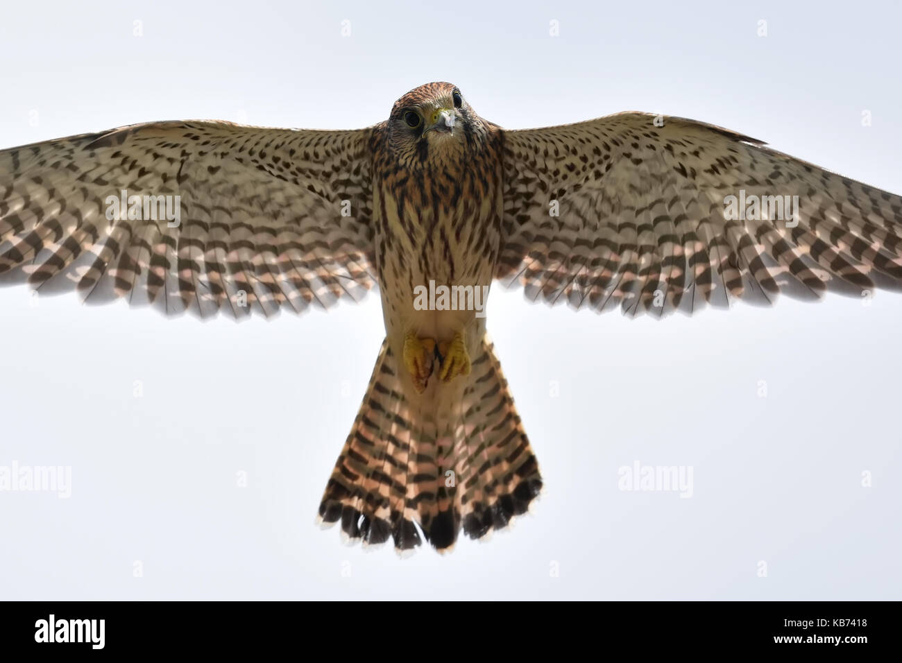 Turmfalke (Falco tinnunculus) Jagen und schweben in der Luft, in den Niederlanden, Mastenbroek Stockfoto