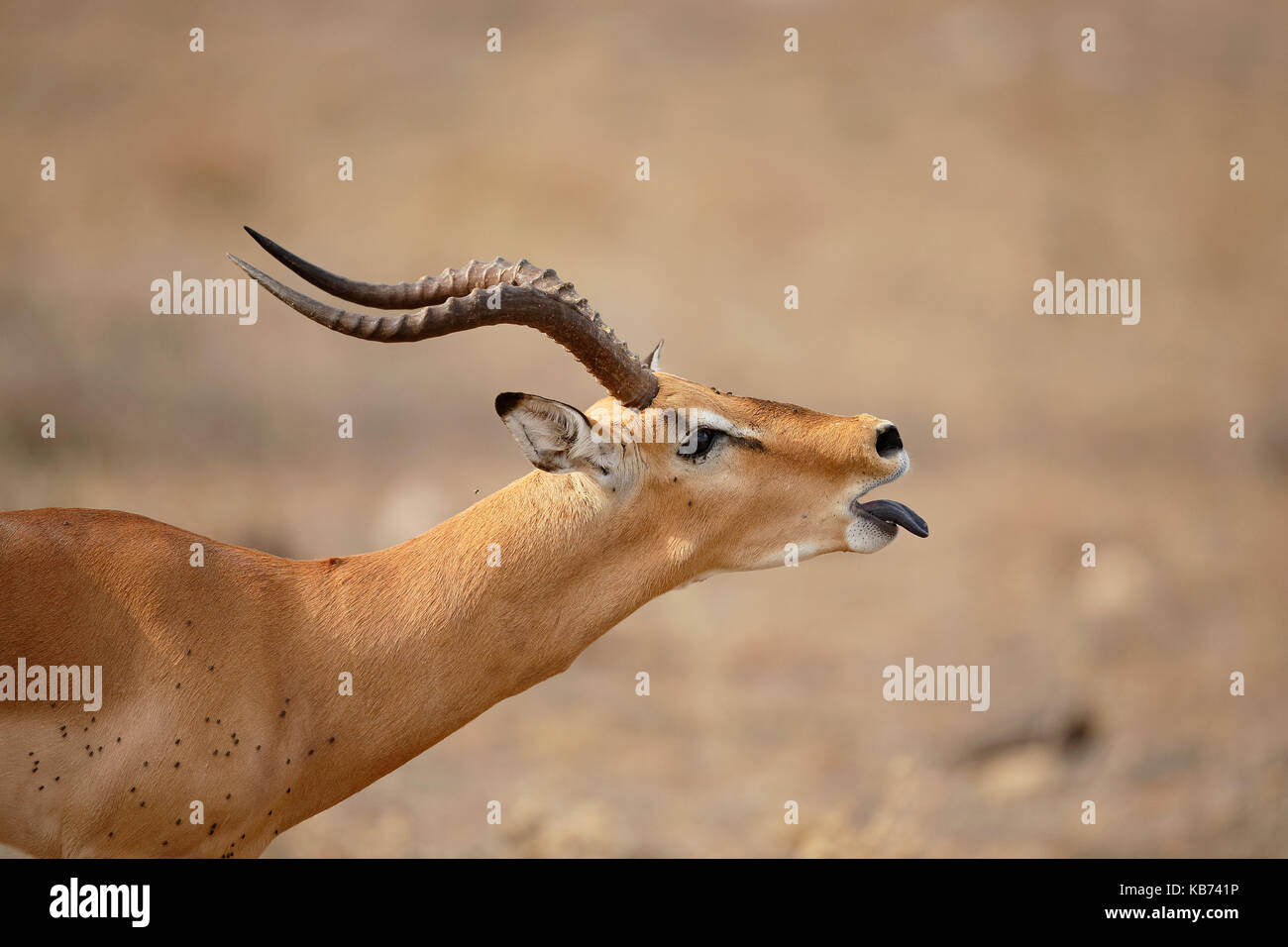 Impala (Aepyceros melampus) männlich, roaring Display, territoriale Werbung, Südafrika, Mpumalanga, Kruger National Park Stockfoto