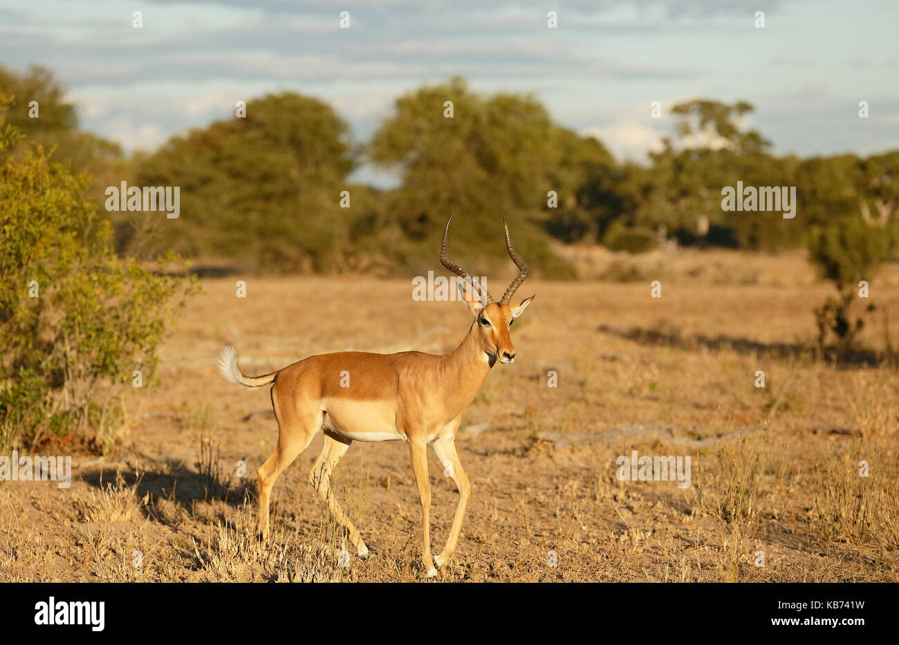 Impala (Aepyceros melampus) männlich, territoriale Werbung, Erhöhung der Schwanz die weiße Seite, ein Verhalten auch mit Dominanz anzeigen, Südafrika, Mpumalanga, Kruger National Park zu zeigen Stockfoto