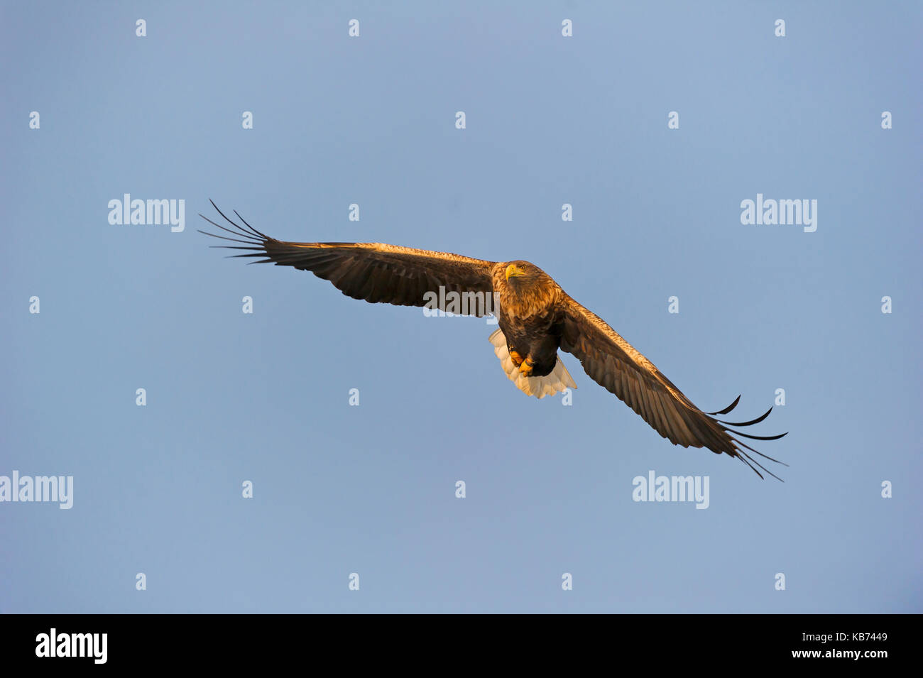 Seeadler (Haliaeetus albicilla) im Flug über einem Fjord, Norwegen, Flatanger Stockfoto