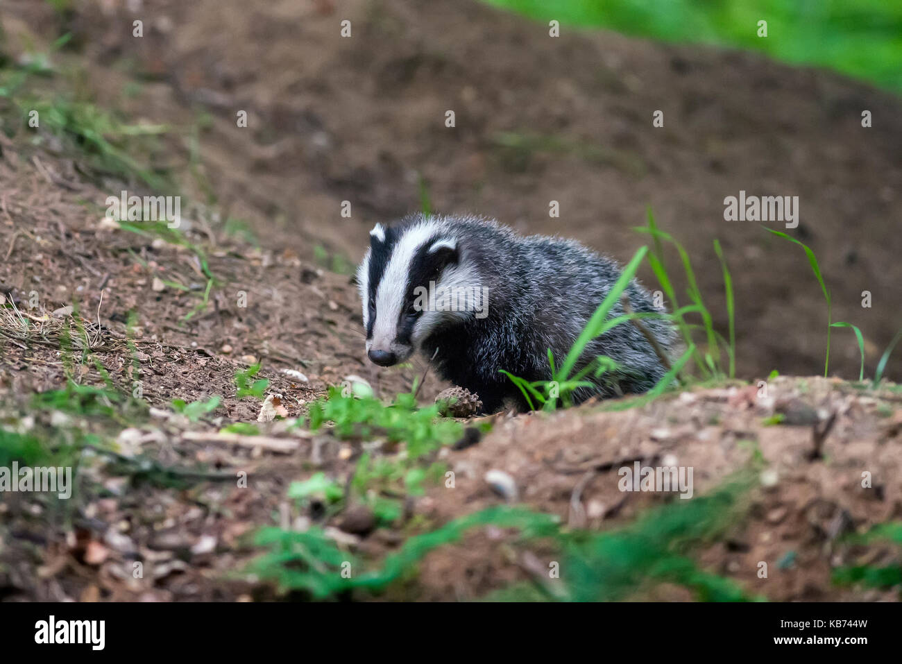 Eurasischen Dachs (Meles meles) Cub an Sett, Niederlande, Utrecht, Utrechtse Heuvelrug Stockfoto