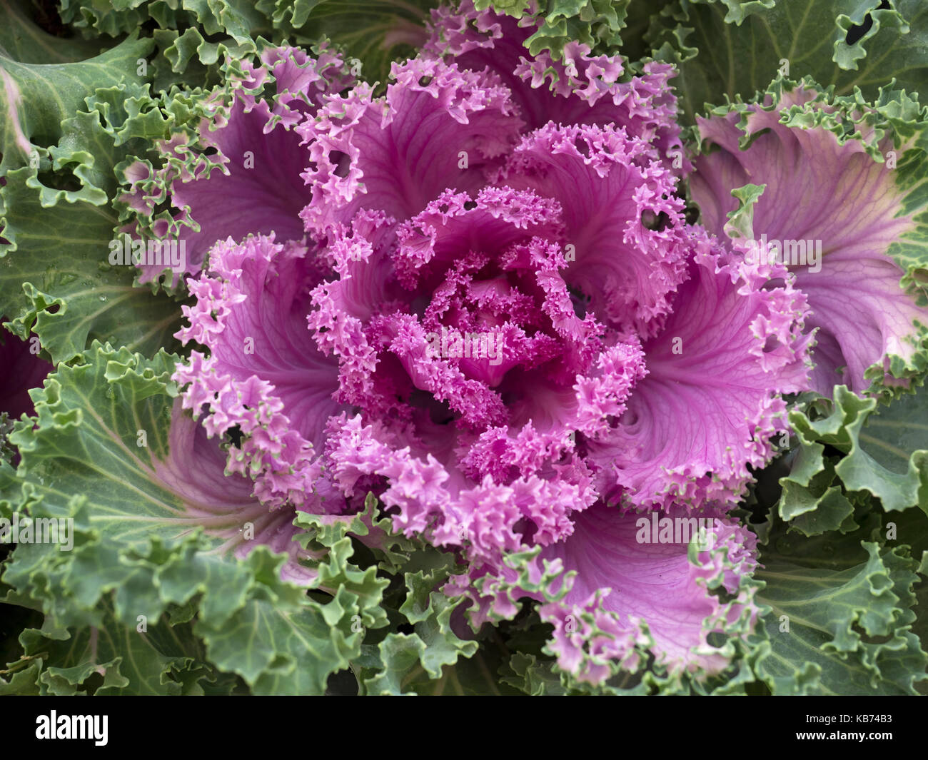 Nagoya Rose Zierpflanzen Kale in Garten Grenze Stockfoto