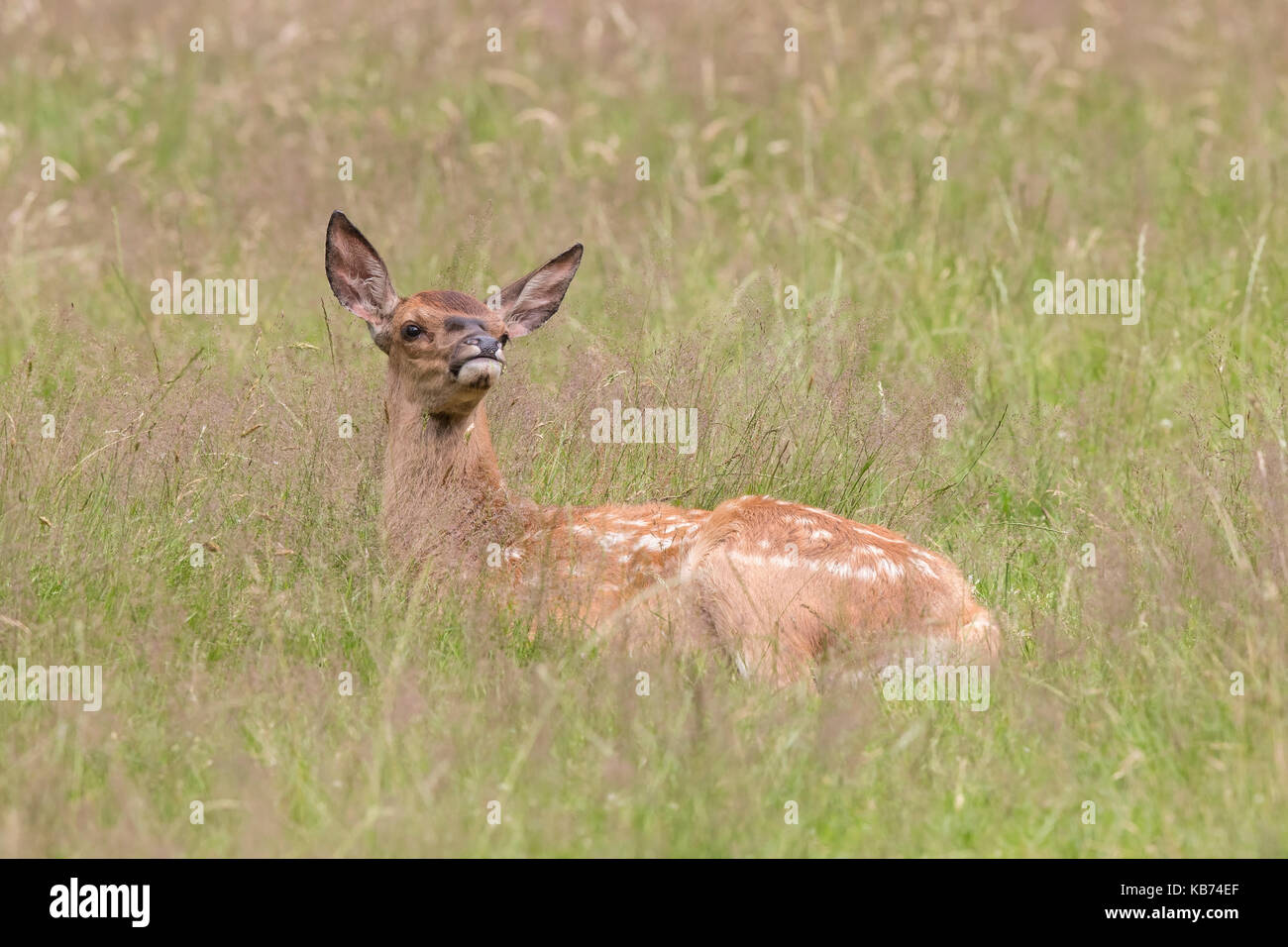 Red Deer (Cervus elaphus) Kalb ruht im Grünland, Die Niederlande, Hoge Veluwe Stockfoto