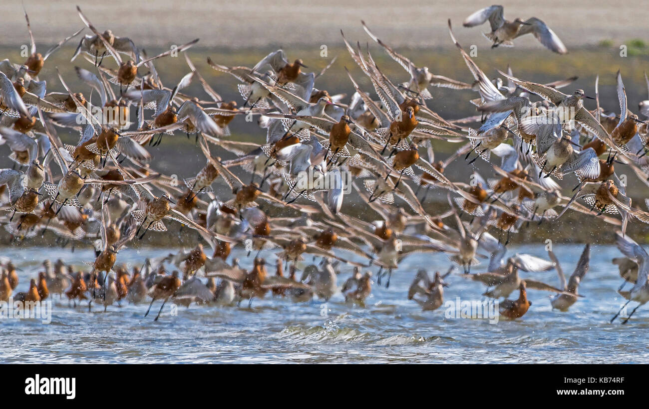 Bar-tailed godwit (Limosa lapponica) dichten Herde weg von seichtem Wasser und fliegen in Richtung Kamera, schön Ihre gesperrt Schwanz und einem Mix aus Zucht- und nicht-Zucht Gefieder, Niederlande, Friesland, Ameland Stockfoto