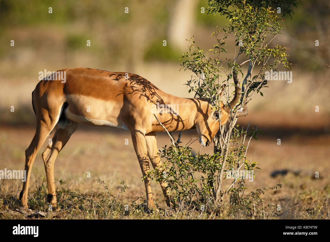 Impala (Aepyceros melampus) Horning gegen Strauch, Südafrika, Mpumalanga, Kruger National Park Stockfoto