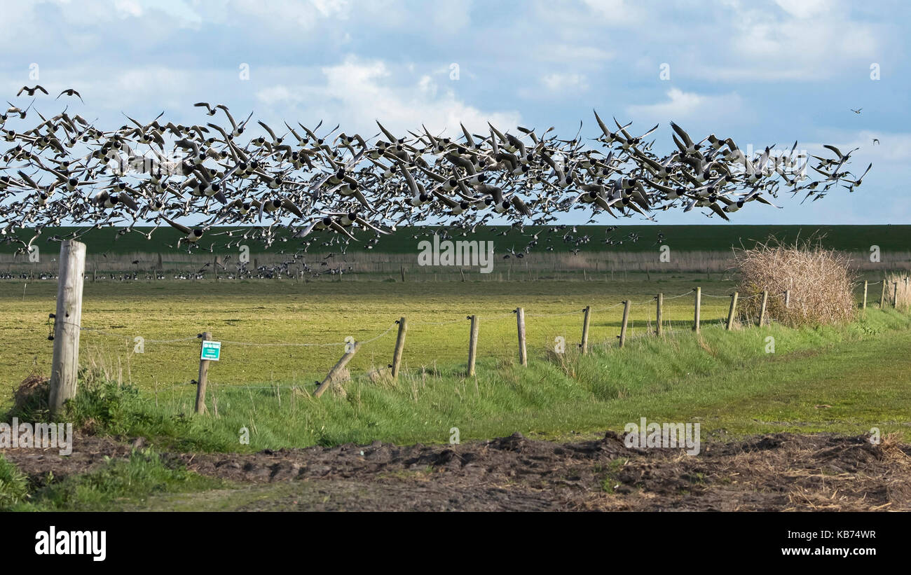 Nonnengans (Branta leucopsis) massive Herde, die aus einer Wiese, Feld und in Richtung Kamera, Niederlande, Friesland, Ameland Stockfoto