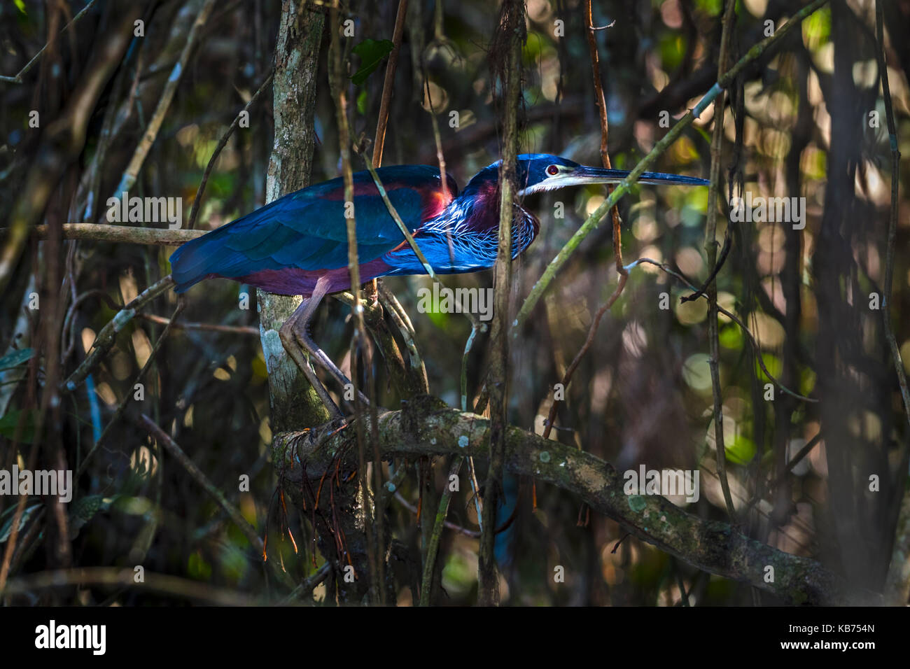 Agami Heron (Agamia agami) auf Zweig, Brasilien gehockt, Mato Grosso, Pantanal Stockfoto