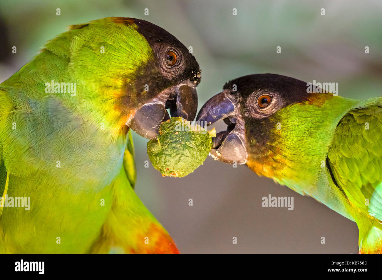 Black-hooded Parakeet (Aratinga nenday) Paar kämpft über eine Frucht, Brasilien, Mato Grosso, Pantanal Stockfoto