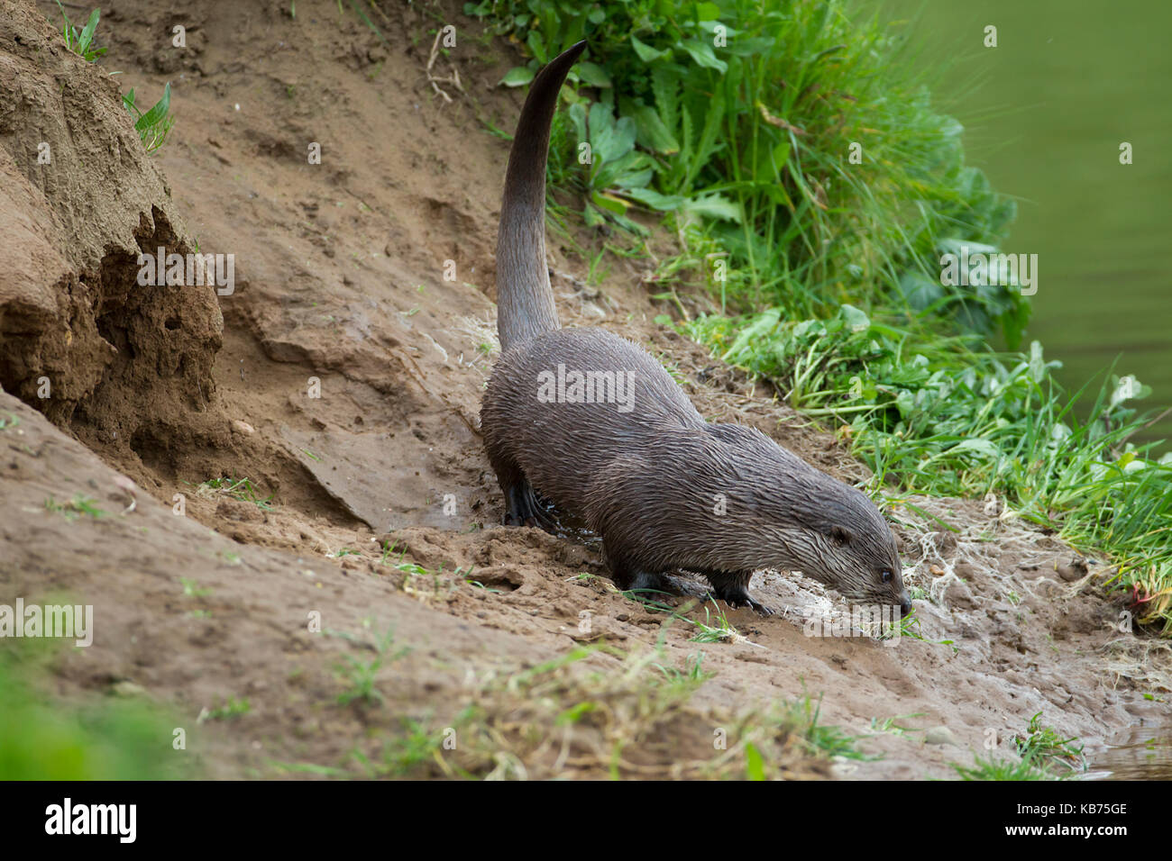 Europäischer Fluss Otter (Lutra lutra) am Flussufer Markierungsgebiet, Spanien, Extremadura, Rio Almonte Stockfoto
