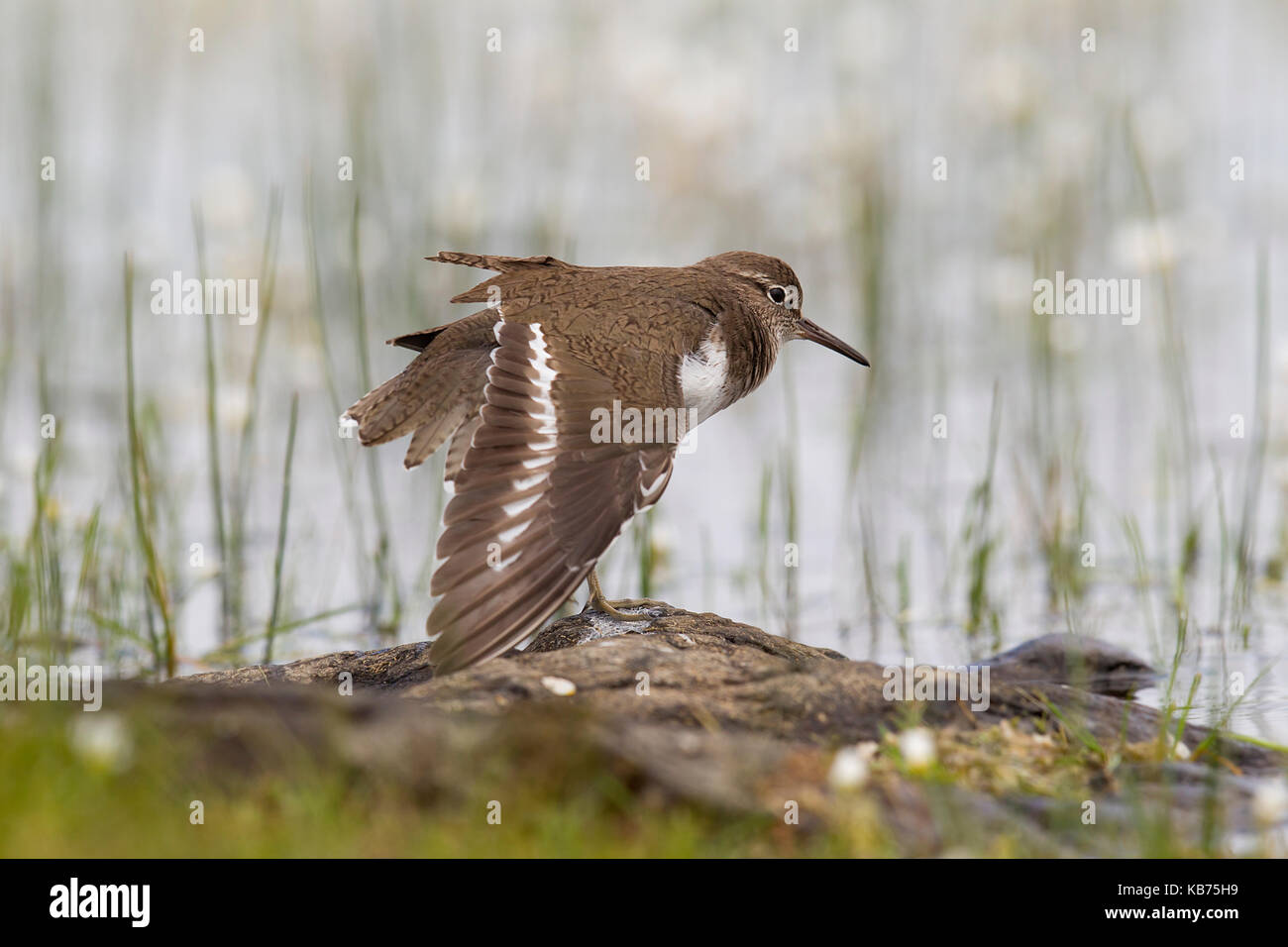 Sandpiper (Actitis hypoleucos) auf einem Felsen, der seine Flügel ausbreitet, Spanien, Extremadura, Torresillas de la Tiesa Stockfoto