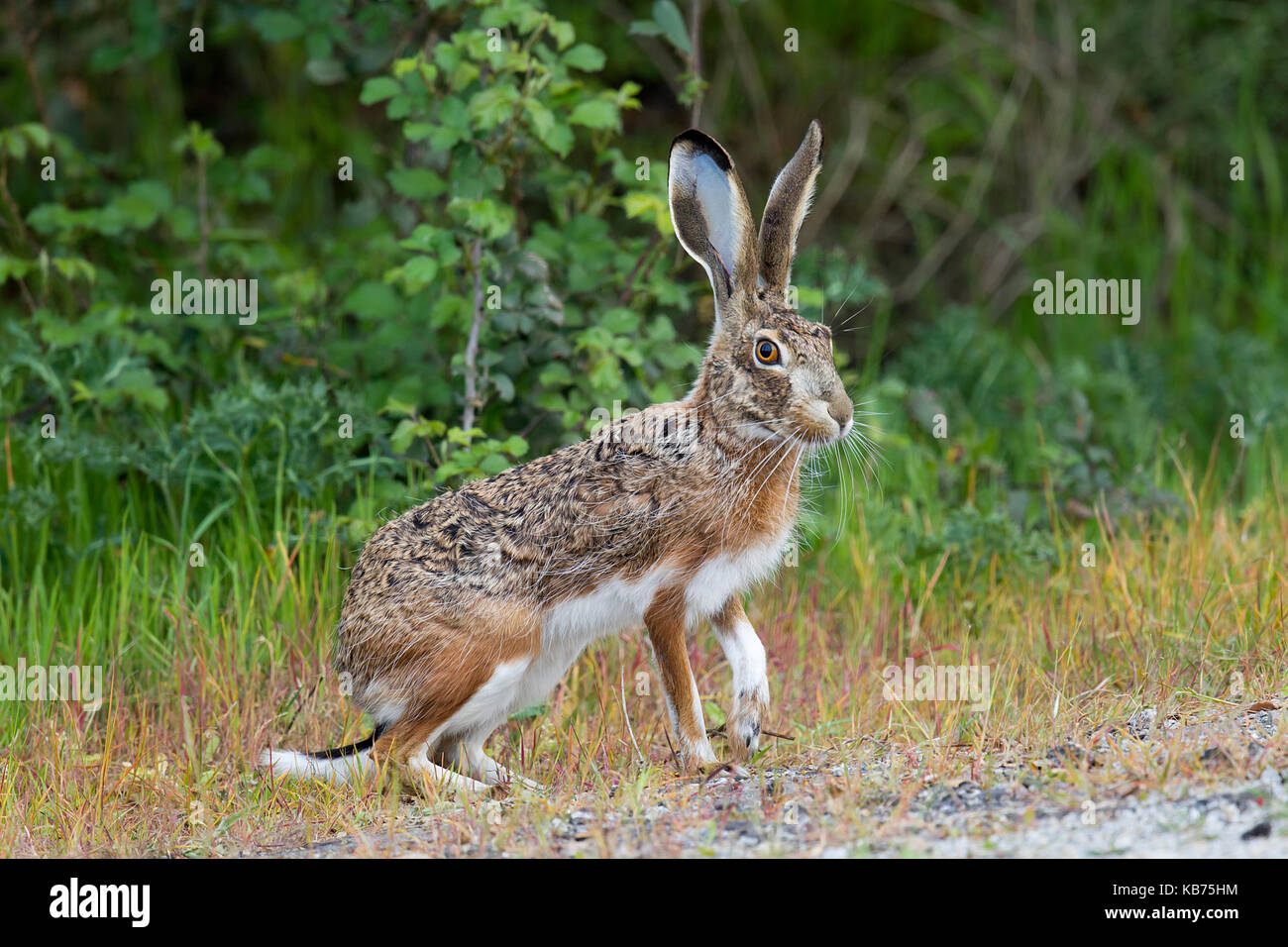 Iberischen Hasen (Lepus granatensis), Spanien, Extremadura, Almaraz, Embalse de Arrocampo Stockfoto