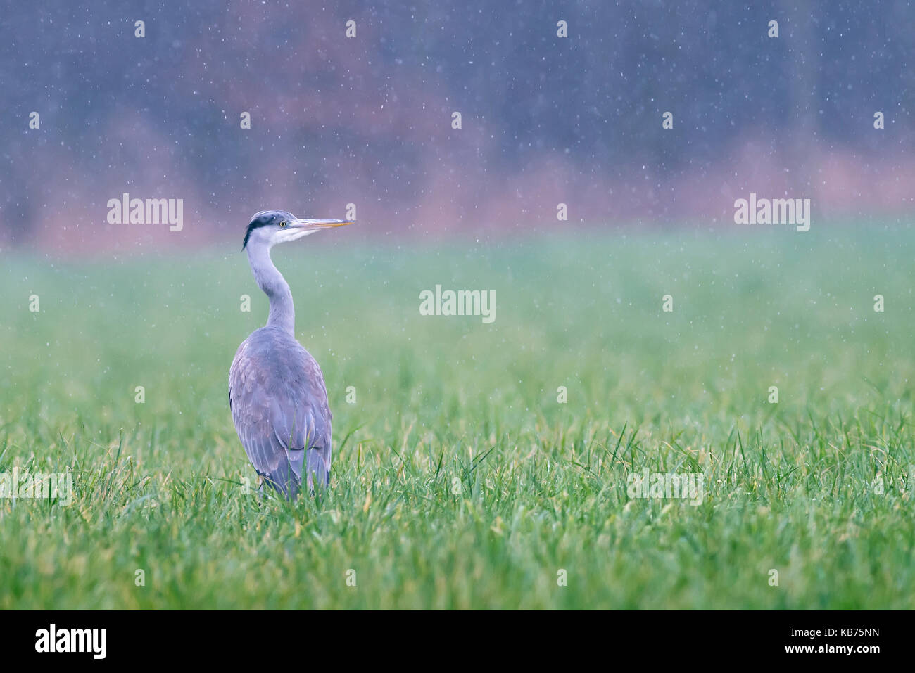 Graureiher (Ardea cinerea) auf einer Wiese während schneite seitwärts auf der Suche nach Beute, die Niederlande, Utrecht, Utrechtse Heuvelrug Stockfoto